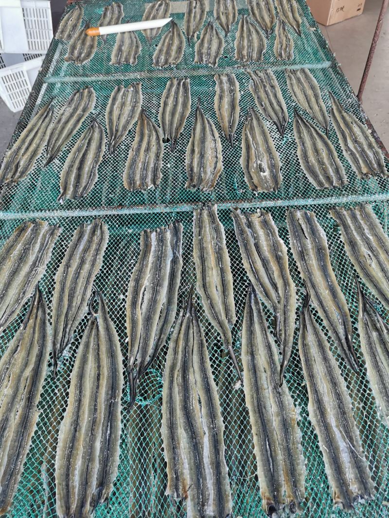 河豚鱼干，龟鱼干，新鲜海鱼干