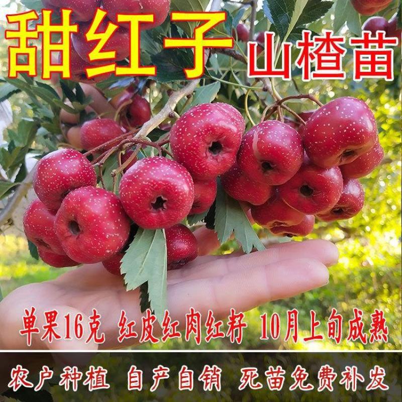 4公分5公分6公分8公分15公分大山楂树大金星山楂树