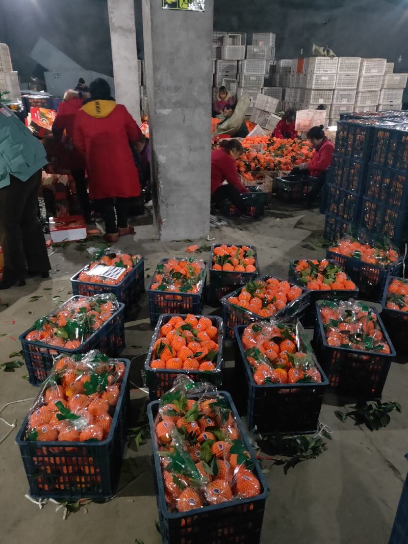 赣南脐橙，口感香甜浓郁，肉质细腻化渣，地头新鲜直供
