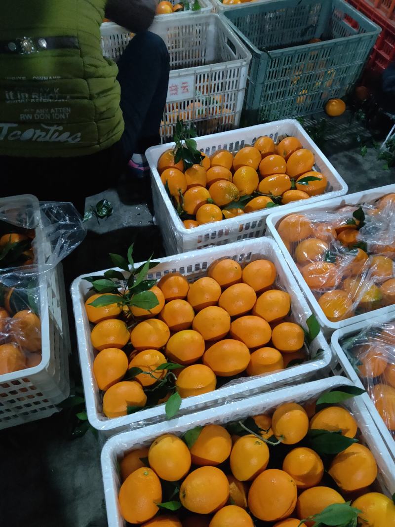 赣南脐橙，口感香甜浓郁，肉质细腻化渣，地头新鲜直供