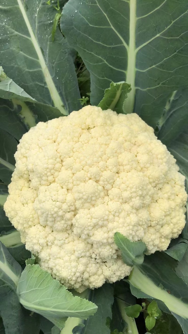 散花白面青梗，万亩农户，基地现货出售，需要的私聊当天价格