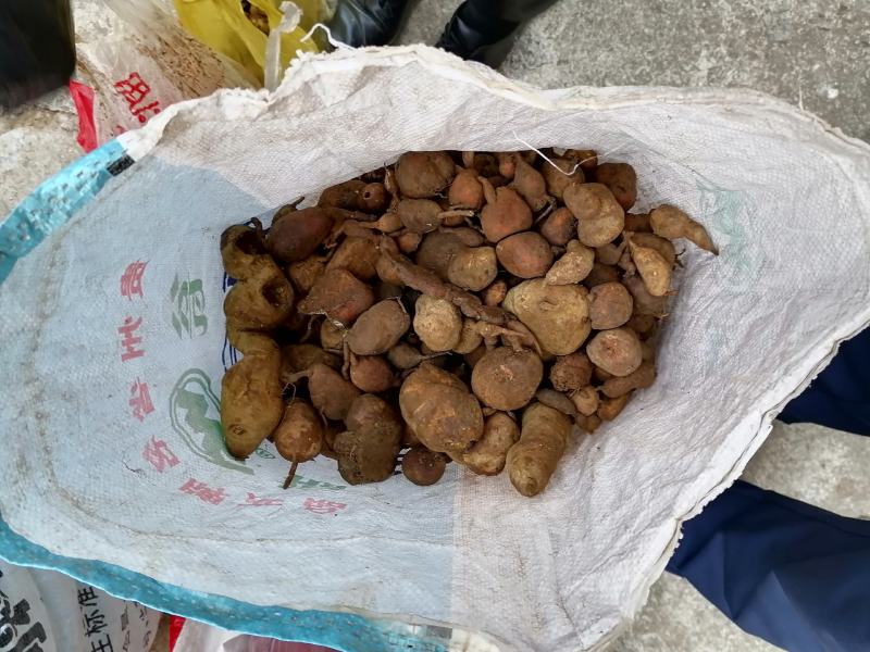 地苦胆，又叫金果榄，纯野生的，不是野生的可以退货！