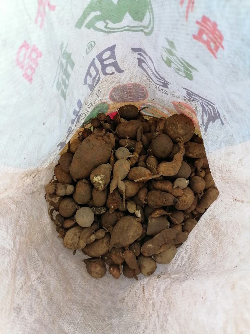 地苦胆，又叫金果榄，纯野生的，不是野生的可以退货！