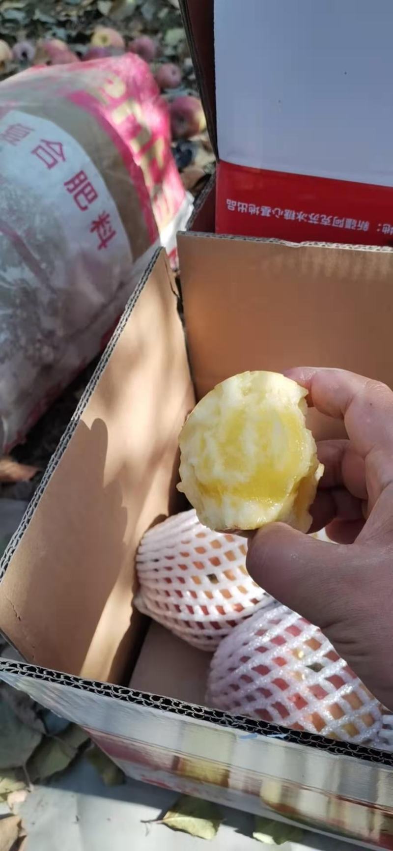 糖心苹果新疆阿克苏糖心苹果