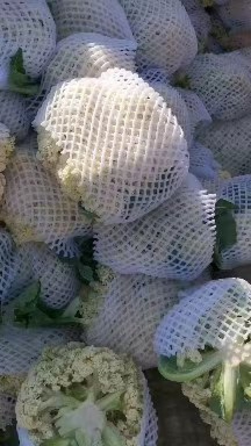 花菜有机花菜白面青梗松花菜，2斤左右，个头均匀花球雪白，