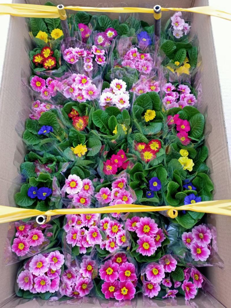 报春花基地直销常年销售各种绿化苗木。