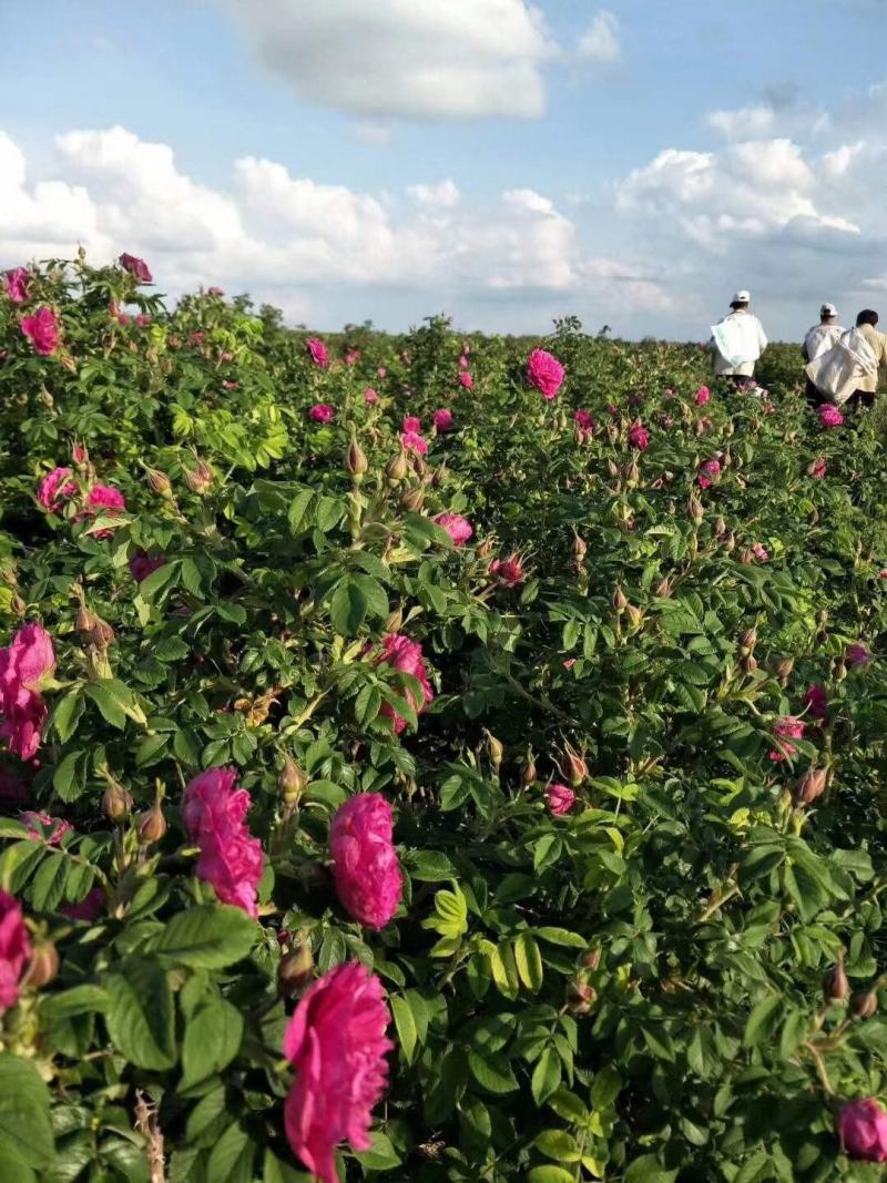 黑土奇芳玫瑰粘豆包礼盒装88元包邮1、有机种植的食用玫