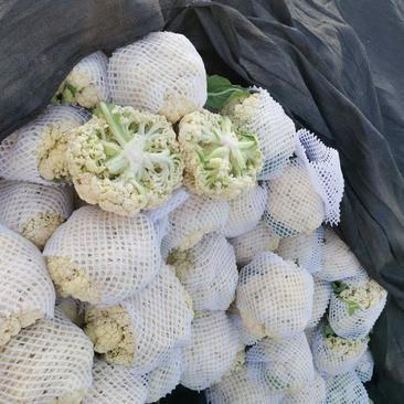花菜有机花菜白面青梗松花菜，2斤左右，个头均匀花球雪白，