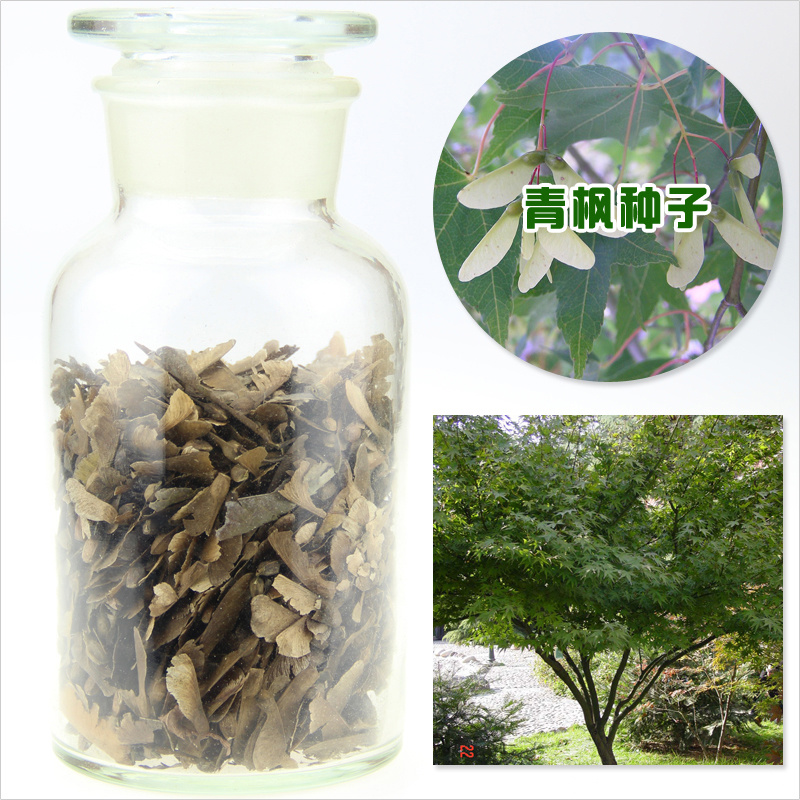 青枫种子