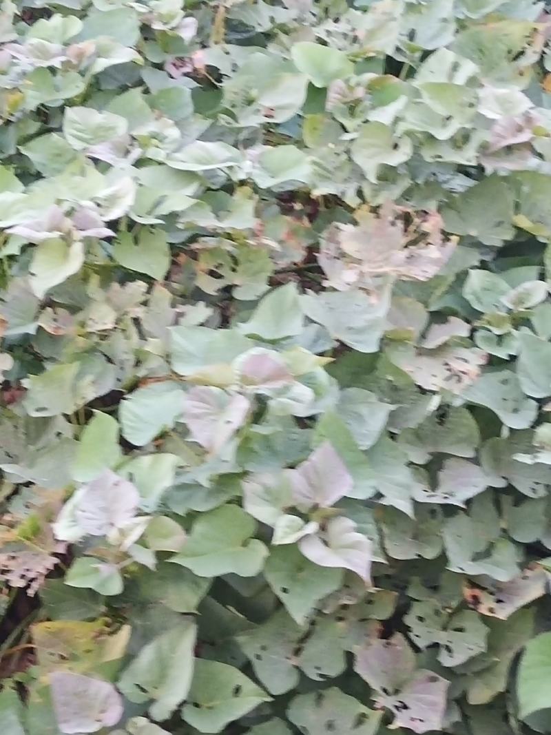 原产地大量红薯出售欢迎大家来人来电购买