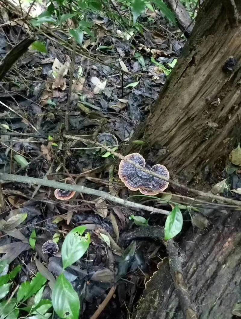 大山里的纯野生黑灵芝