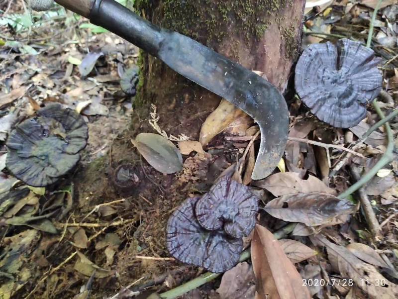 大山里的纯野生黑灵芝