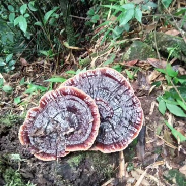 大山里的纯野生黑灵芝