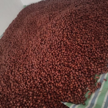 黄河滩红枣，皮薄肉厚口感好