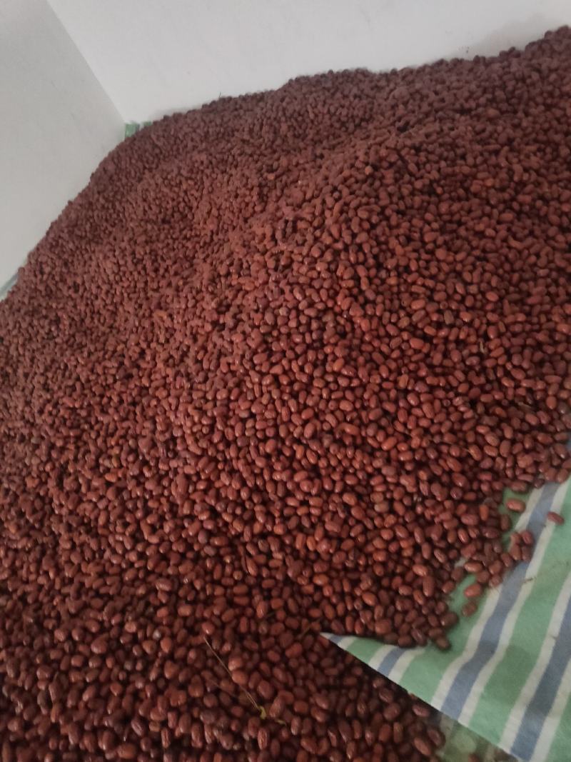 黄河滩红枣，皮薄肉厚口感好