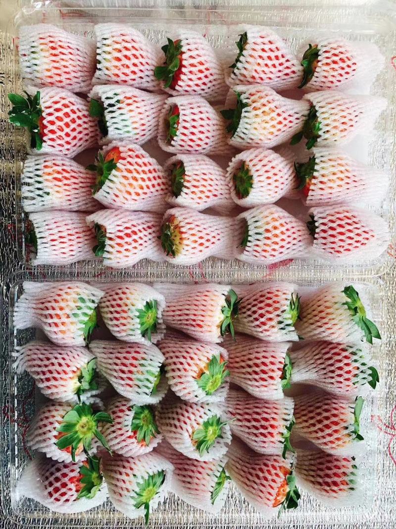 丹东东港牛奶草莓精品大果单果30克以上一件代发顺丰包邮