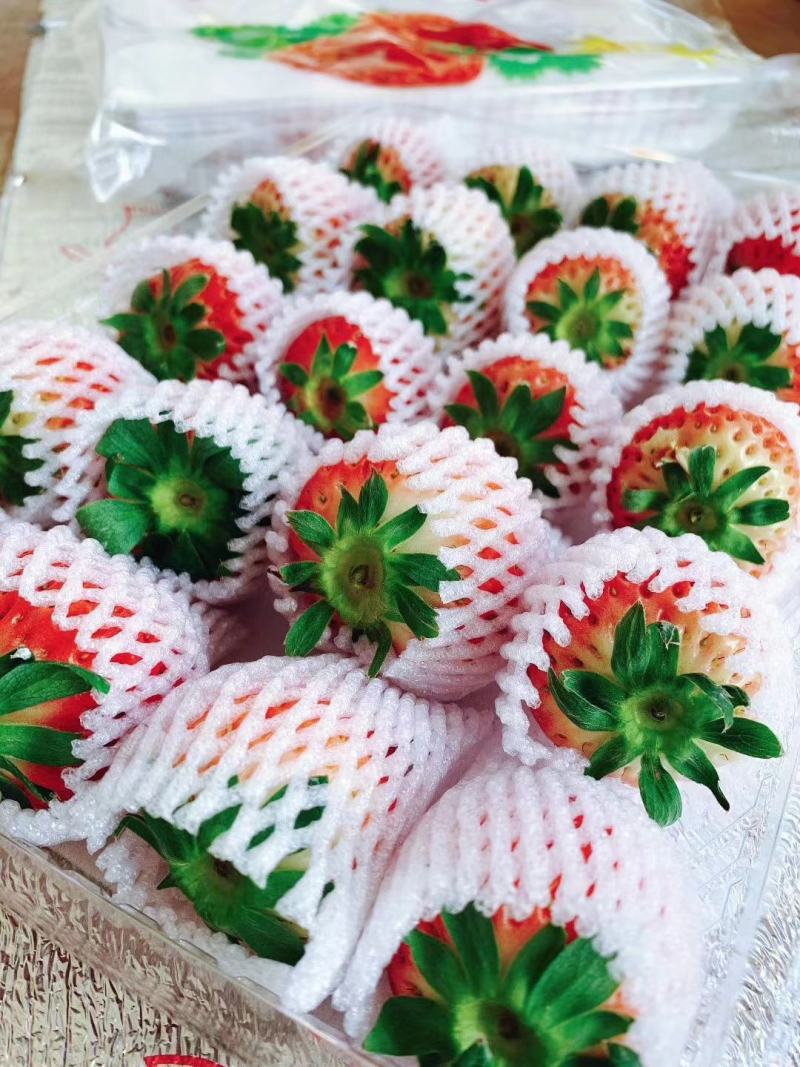 丹东东港牛奶草莓精品大果单果30克以上一件代发顺丰包邮