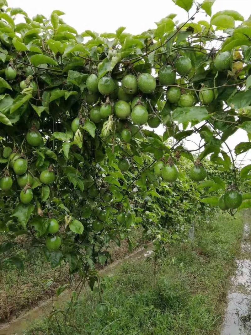 蜂蜜味黄金百香果苗维密蜂蜜味黄金百香果嫁接苗