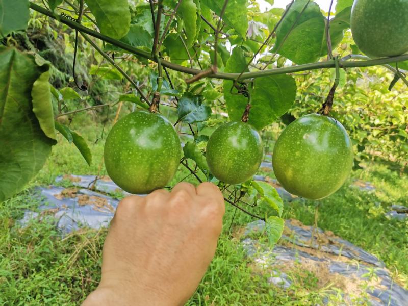 蜂蜜味黄金百香果苗维密蜂蜜味黄金百香果嫁接苗