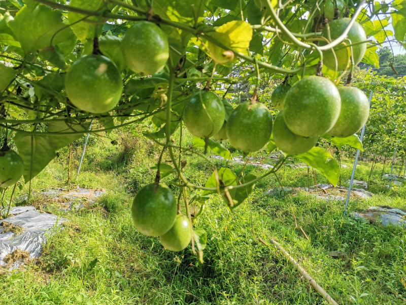 蜂蜜味黄金百香果苗维密蜂蜜味黄金百香果嫁接苗