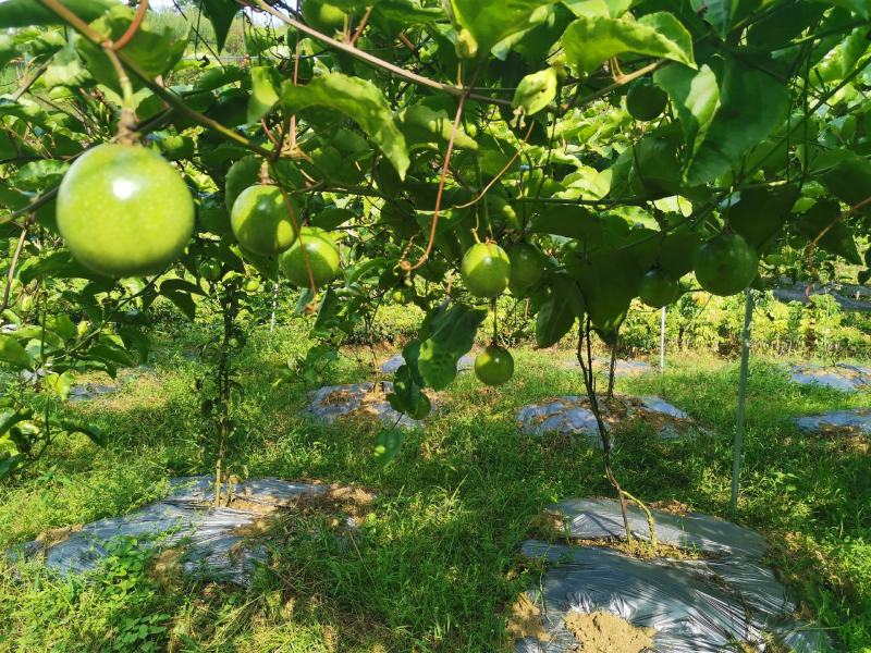 蜂蜜味黄金百香果苗维密蜂蜜味黄金百香果嫁接苗