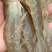【精品】对虾活虾基围虾白虾大虾南美白对虾