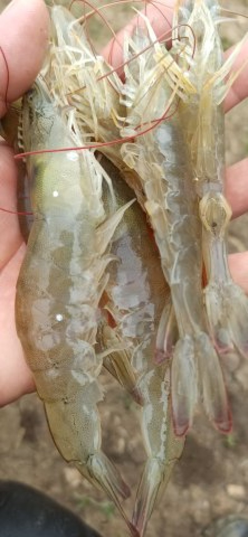 【精品】对虾活虾基围虾白虾大虾南美白对虾