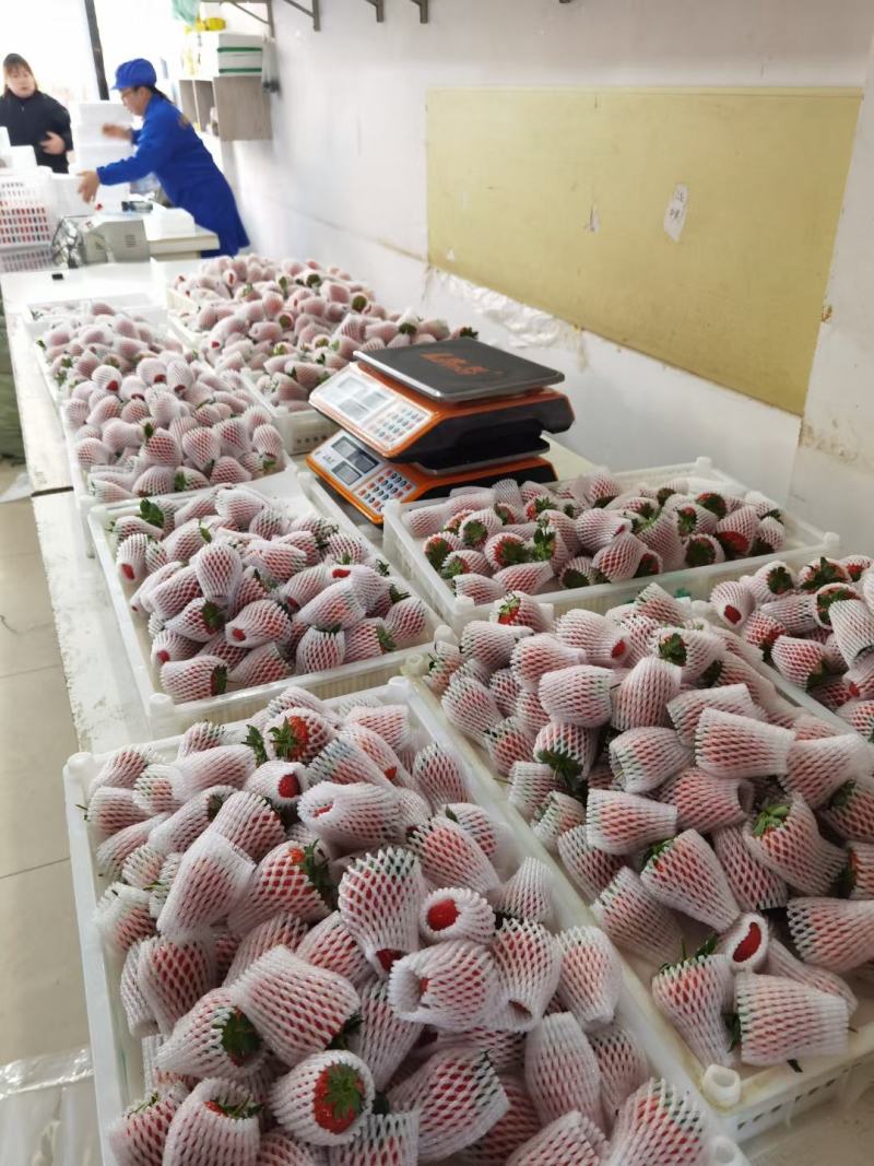 丹东东港牛奶草莓精品大果单果30克以上一件代发顺丰包邮