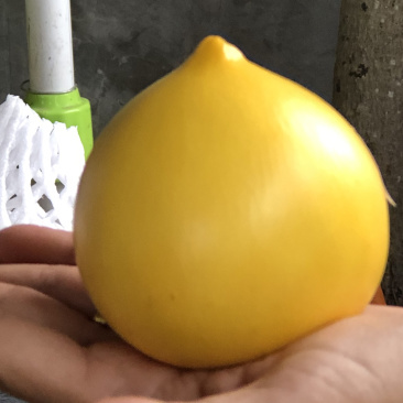 黄晶果苗(大金沙品种）