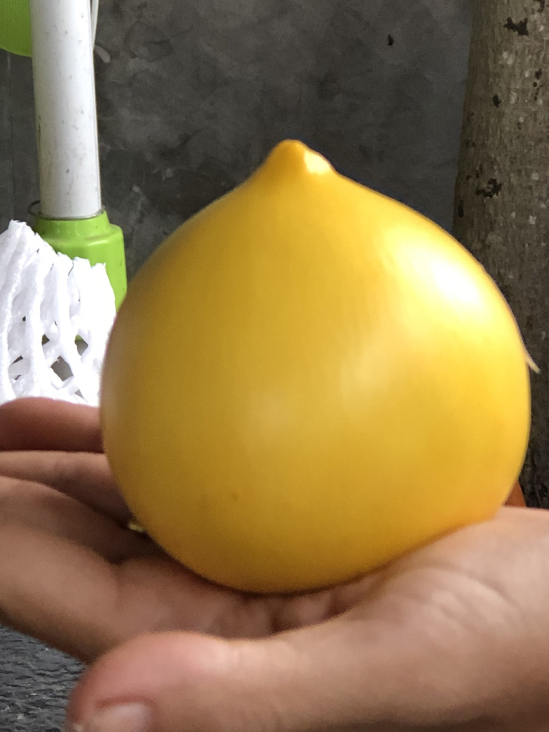 黄晶果苗(大金沙品种）