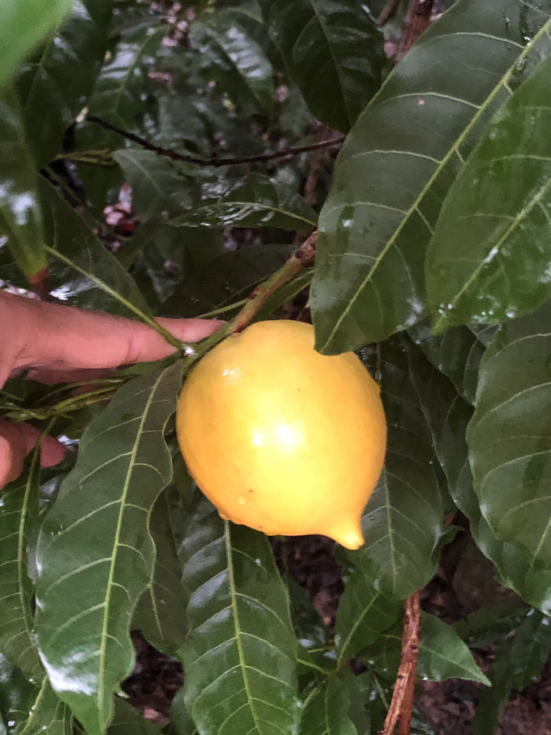 黄晶果苗(大金沙品种）