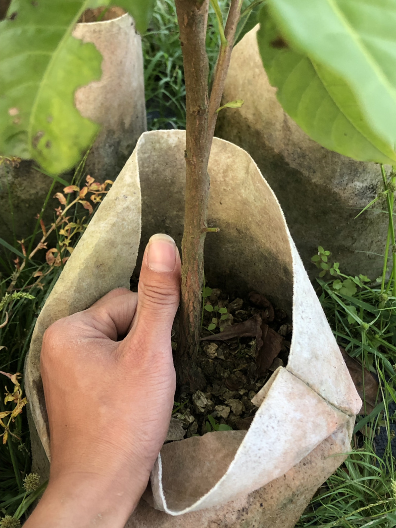 黄晶果苗(大金沙品种）