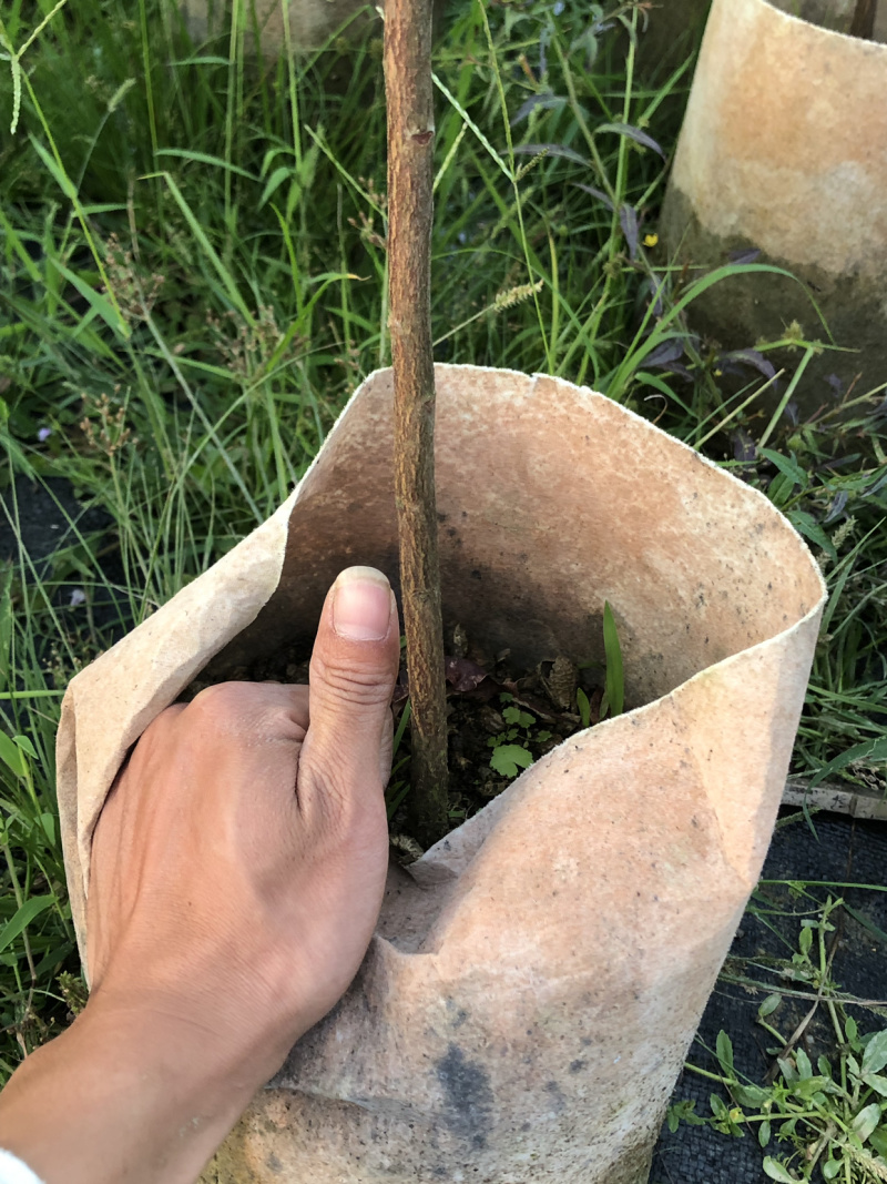 黄晶果苗(大金沙品种）