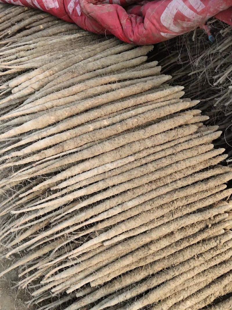 铁棍山药，紫药，河北铁棍。产地直发