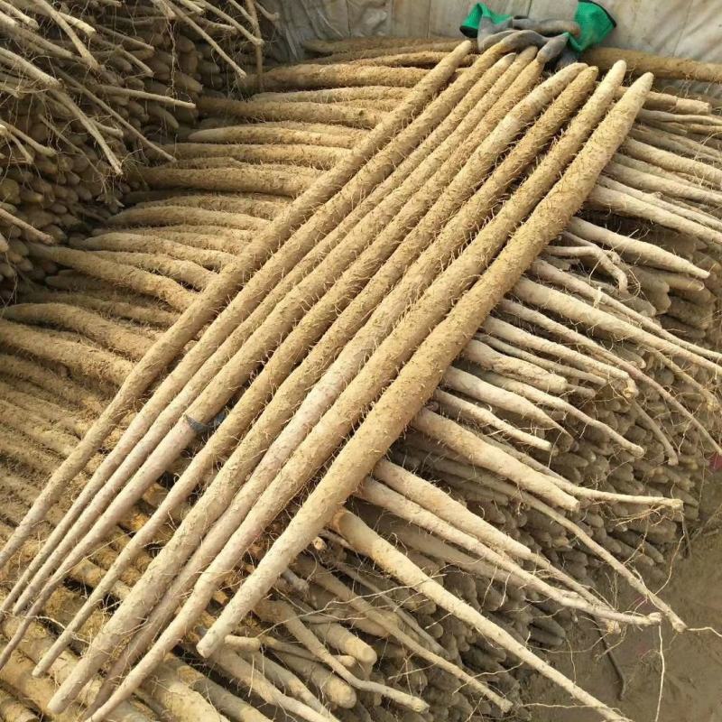 铁棍山药，紫药，河北铁棍。产地直发
