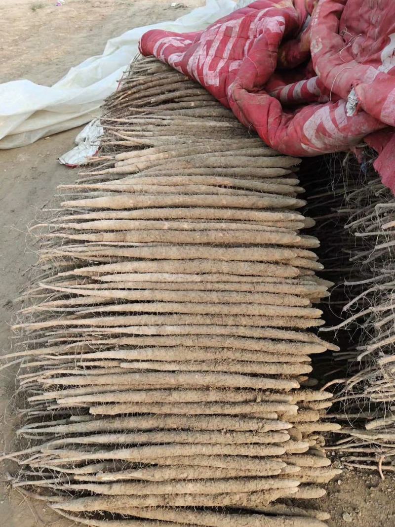 铁棍山药，紫药，河北铁棍。产地直发