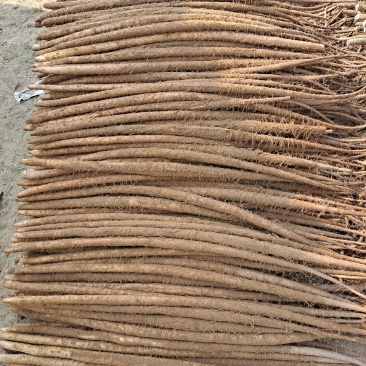 铁棍山药，紫药，河北铁棍。产地直发