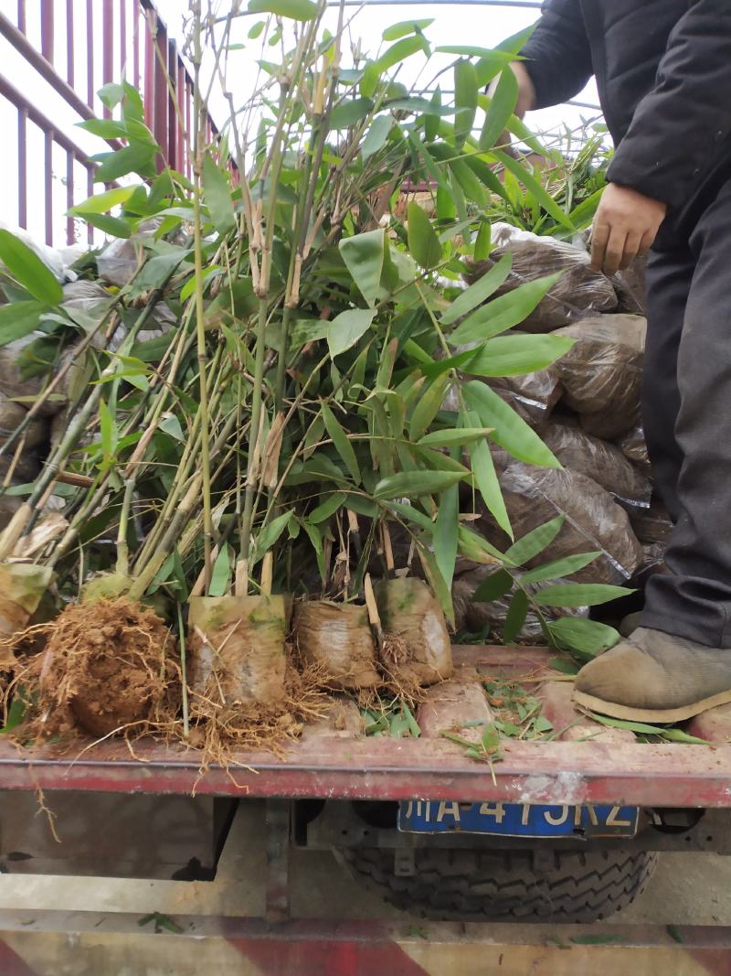 甜笼竹苗，自产自销一手货源，大量上市，现挖现发