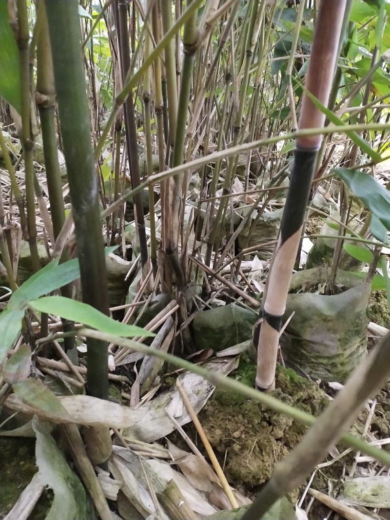 甜笼竹苗，自产自销一手货源，大量上市，现挖现发