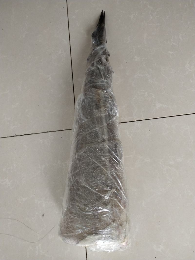 甜笼竹苗，自产自销一手货源，大量上市，现挖现发
