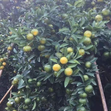 桂林灵川专业代办清香桔，皇帝柑，蜜香橙，