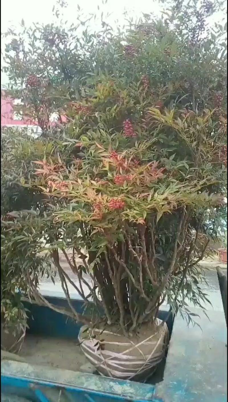 南天竹；自家种植、产地直销，价格合理，质量有保证……