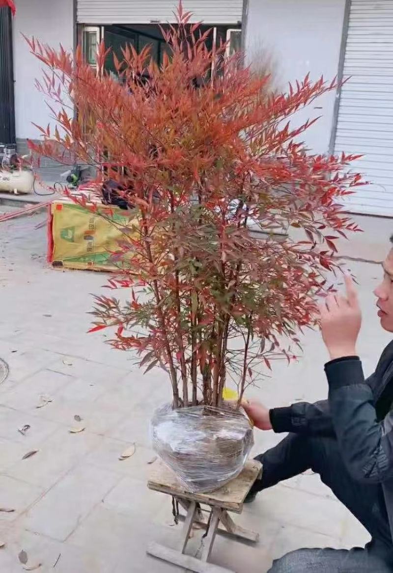 南天竹；自家种植、产地直销，价格合理，质量有保证……
