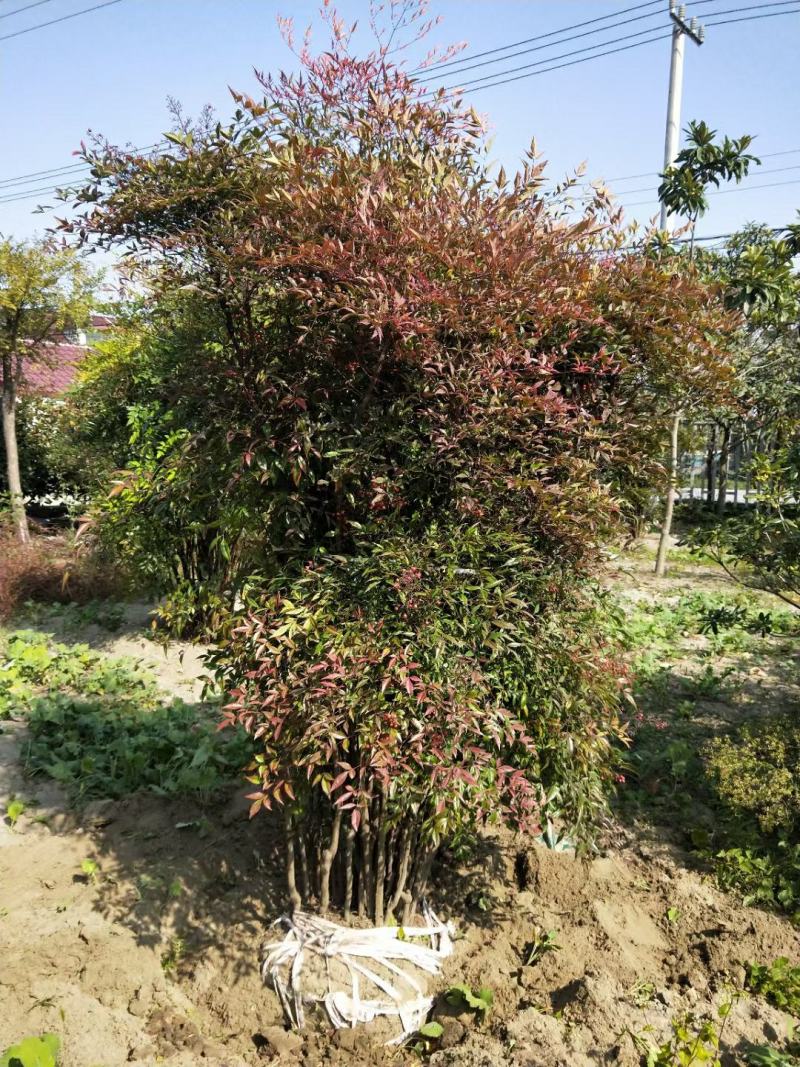 南天竹；自家种植、产地直销，价格合理，质量有保证……