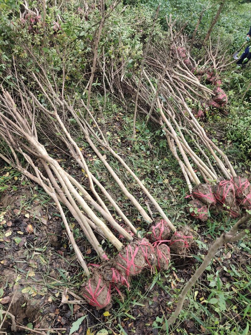 紫薇2-5公分大量出售