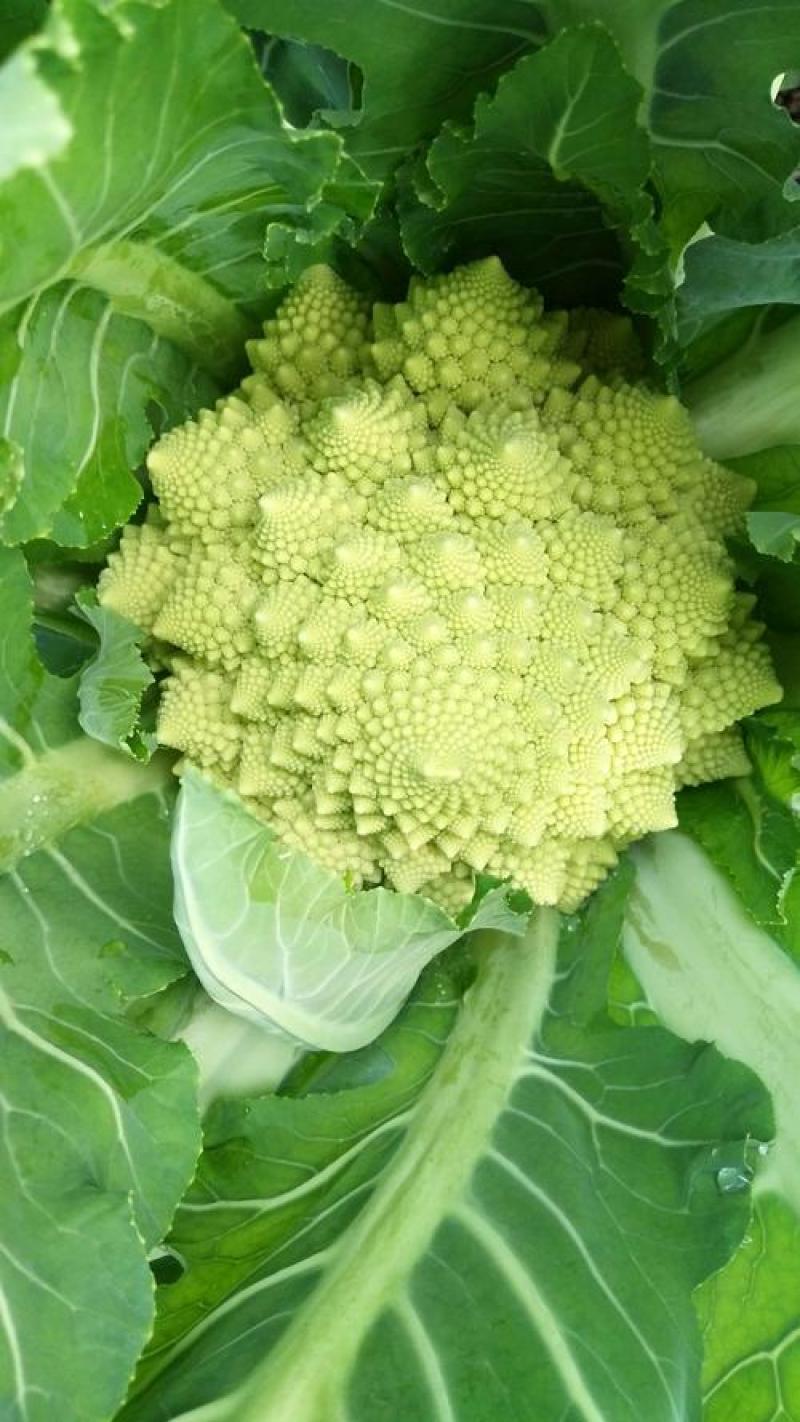 宝塔花椰菜塔花花菜绿花菜花椰菜法国花椰菜