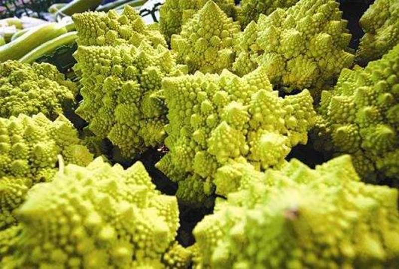 宝塔花椰菜塔花花菜绿花菜花椰菜法国花椰菜