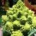 宝塔花椰菜塔花花菜绿花菜花椰菜法国花椰菜