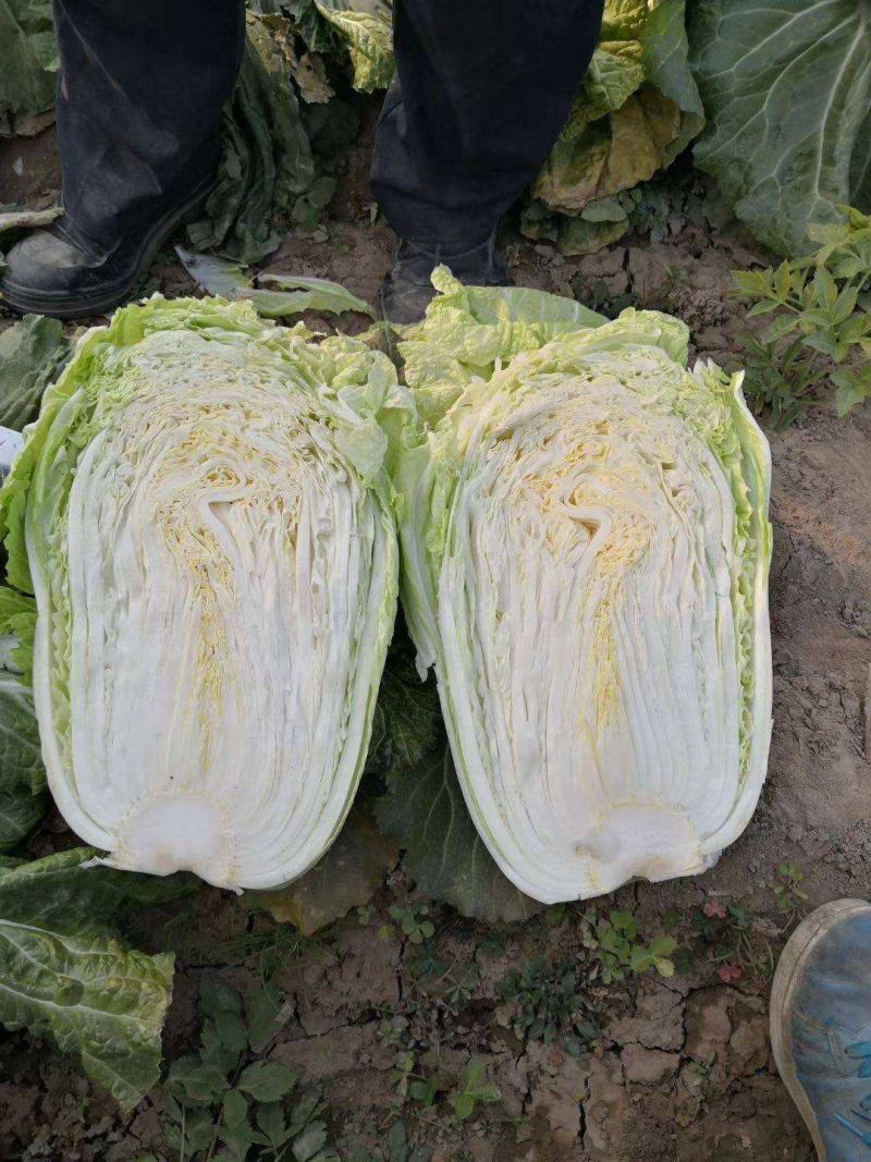 湖北青杂三号大白菜，产地直销，价格合理货量充足