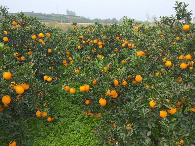 四川特产金堂三溪脐橙新鲜水果甜化渣一件代发